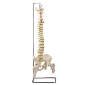 نموذج طبي تشريحي للعمود الفقري البشري بحجم طبيعي 85 سم مع عظم الفخذ والأعصاب - Product Image 1