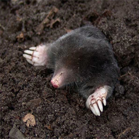 Pièges à souris galvanisés en métal faciles à régler Piège à souris à griffes de rat en acier