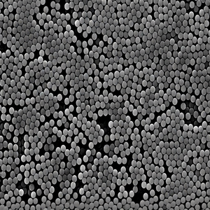 Perlas Magnéticas Funcionalizadas con Carboxilo para Extracción de ADN y ARN, Purificación de Proteínas, Inmunoensayo y Aplicaciones de Bioseparación - Product Image 1