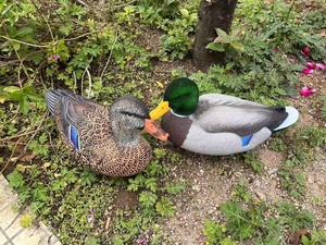 <strong>Duck</strong> Decoys Mallard <strong>Duck</strong> <strong>Hunting</strong> Decoys Realistic Plastic Outdoor Garden Decoration <strong>Floating</strong> Waterfowl Portable <strong>Duck</strong> Model - Product Image 6