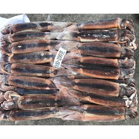 Calamar géant entier congelé U3/U7 pour exportation en vrac