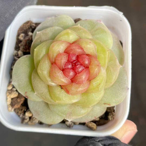 Echeveria Tangxin 6235, <span class=keywords><strong>Piante</strong></span> Succulente con Confezione per Decorazione Casa, Bonsai <span class=keywords><strong>in</strong></span> <span class=keywords><strong>Vaso</strong></span>, <span class=keywords><strong>Piante</strong></span> Succulente da <span class=keywords><strong>Giardino</strong></span> - Product Image 1