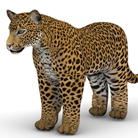 Grand énorme gros oxford tissu air coup gonflable tigre animal léopard panthère lion modèle jouet pour éditer bouffée 3D animal