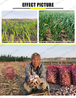 Semoir professionnel pour ail, Machine de plantation