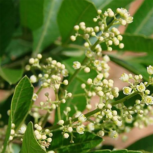 Boswellia Serrata Extrakt Pulver Boswellia säure Lebensmittel qualität Flüssiger Kräuter extrakt aus Boswellia Samen - Product Image 6
