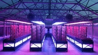 Meilleure vente uva uvb uvc 90cm/120cm de long 365nm 10w uv led barre de croissance pour plantes en croissance/floraison/floraison