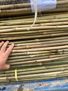 Bâtons de bambou de petit diamètre, piquets de jardin naturels, cannes de soutien pour plantes, pour pépinières, agriculture, Vietnam - Product Image 6