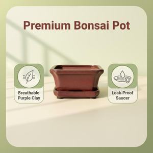 Juego de Macetas de Cerámica Modernas Vintage para Bonsái, Pequeñas, con Acabado Azul, Duraderas, Biodegradables, para Uso en Interiores y Exteriores - Product Image 6