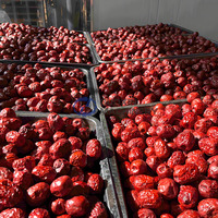 Séchoir à fruits et légumes Jujube Four de séchage orange Machine de séchage de dattes chinoises