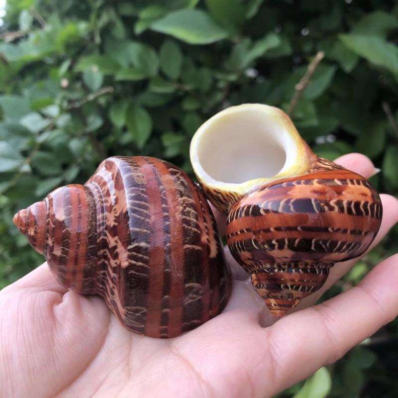 26 | Size 4-5cm | Open Size 2-2.5cm