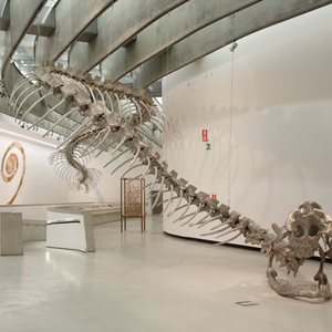<strong>Dinosaur</strong> Park <strong>Dinosaur</strong> <strong>Fossil</strong> Real T-rex Skeleton for Museum Exhibition - Product Image 5