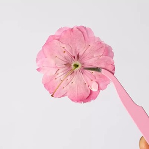 Fiori di ciliegio pressati <span class=keywords><strong>rosa</strong></span>, fiori secchi conservati, campioni floreali per lavoretti fai da te, cornici, custodie per telefoni, decorazioni di bellezza - Product Image 4