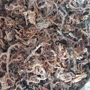 Vietnam Cottonii Seaweed Opal Shore Rebanadas Secado al sol Ocean Fresh Uso culinario Suministro a granel Exportación directa Calidad Comercio global Mar - Product Image 1