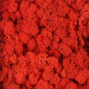 High Quality Preserved &amp; Real Moss for Valentine's Day Christmas &amp; Graduation Decorations Eco-Friendly Indoor/Outdoor Use - Product Image 2