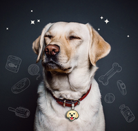 Insigne de dessin animé OEM ODM médaille en alliage métallique pour animaux de compagnie collier en émail pour chien
