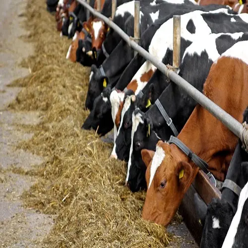 GRAIN de PROTÉINE de FARINE AUSTRALIE FERME BLÉ 18-24% D'HUILE de GÂTEAU de PALMISTE BOVINS POULET ALIMENTS POUR ANIMAUX VACHE, CHÈVRE Hobart