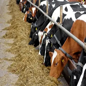 谷物蛋白澳大利亚农场麦麸18-24% 棕榈仁蛋糕油牛动物饲料鸡牛，羊山羊霍巴特