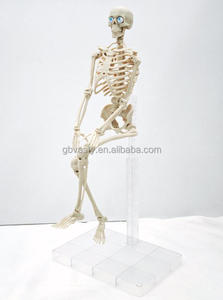 Figura de Anatomía <span class=keywords><strong>del</strong></span> Torso <span class=keywords><strong>del</strong></span> <span class=keywords><strong>Cuerpo</strong></span> <span class=keywords><strong>Humano</strong></span> de Plástico, Modelo 4D con Músculos, <span class=keywords><strong>Huesos</strong></span> y Órganos - Product Image 6