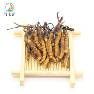 Cogumelo seco todo o preço selvagem <span class=keywords><strong>cordyceps</strong></span> <span class=keywords><strong>sinensis</strong></span> <span class=keywords><strong>cordyceps</strong></span> militar - Product Image 6