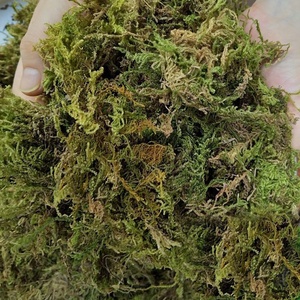 Emballage personnalisé mousse sèche naturelle papillon orchidée Dendrobium semis plante nutriment sol mousse Sphagnum <span class=keywords><strong>tortue</strong></span> tapis d'hibernation - Product Image 3