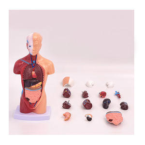 28Cm Torso Manusia Model Tubuh Anatomi Jantung Otak Kerangka Medis Organ Dalam Perlengkapan Pembelajaran Mengajar - Product Image 1