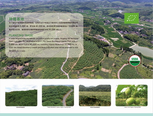 Chiết Xuất Nhân Sâm Chất Lượng Cao Bột Rễ Eleutherosides 0.82% HPLC Siberian <span class=keywords><strong>Giseng</strong></span> - Product Image 3