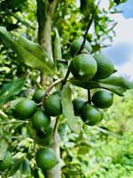 Noix de macadamia de qualité supérieure produites dans le Yunnan, source de saveur de haute qualité, noix aromatisées variées, emballage personnalisable.