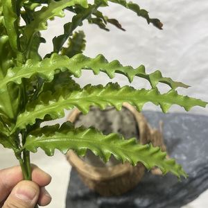 EG-J237 Décoration de porte <span class=keywords><strong>en</strong></span> <span class=keywords><strong>pot</strong></span> Bouquet de plantes artificielles Faux fleur Plante verte Fougère - Product Image 2