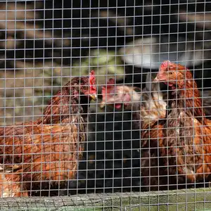 L'alta qualità ha galvanizzato la rete metallica del pvc ha ricoperto il rotolo saldato della rete metallica per la fabbricazione delle gabbie del pollo