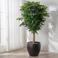 Pot Tanaman Lantai Minimalis Matte Putih Grosir Berbagai Ukuran Pot Bunga Plastik Dekorasi Pohon Ficus Banyan 24/20/37/46cm