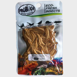 Nourriture populaire pour reptiles PROBUGS Eco-fresh <span class=keywords><strong>Insect</strong></span> Mealworm, insectes riches en protéines pour la nourriture des petits animaux et des oiseaux - Product Image 3