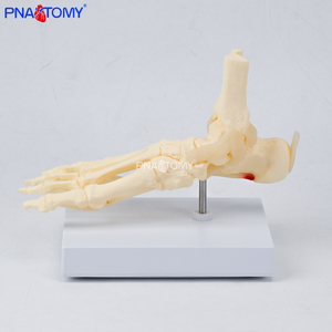 Modello di Piede e Caviglia a Grandezza Naturale 1:1, Scheletro del Piede per Scienza Medica, Modello Educativo Anatomico dell'Articolazione del Piede Umano - Product Image 2