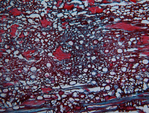 <span class=keywords><strong>Microscope</strong></span> biologique trinoculaire <span class=keywords><strong>classique</strong></span> de laboratoire BestScope BS-2042T Infinity Koehler pour étudiants - Product Image 2