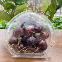 Conteneurs en plastique transparent anti-buée pour cerises, fraises, tomates, avec trous d'aération pour l'emballage des fruits