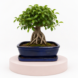 Maceta Rectangular de Terracota Azul Cobalto para Bonsái, Maceta de Cerámica <span class=keywords><strong>con</strong></span> <span class=keywords><strong>Plato</strong></span> para Escritorio y Hogar - Product Image 2