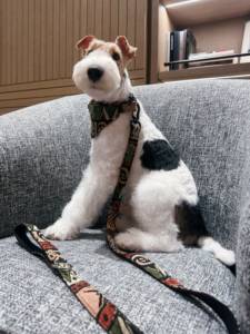 بانداناس بالجملة صديقة للبيئة مصنوعة من النايلون/القطن للكلاب والقطط - مريحة وقابلة للتنفس - Product Image 2