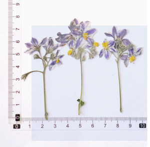 <span class=keywords><strong>Iris</strong></span> <span class=keywords><strong>Tectorum</strong></span> Fleur Avec Branches Mix Packs Série Scrapbooking Résine Époxy Plante Naturelle Écologique - Product Image 4