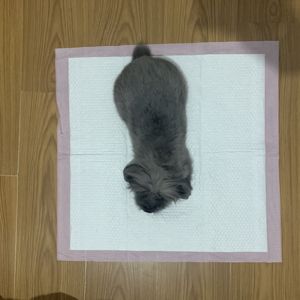 Günstigstes grünes Pad und nasses Haustier/wasch bares Haustier Urin Pad Stoßdämpfer Training Haustier angemessener Preis cooles Haustier Pad/Sommer kühlung Haustier Eis Pad - Product Image 5