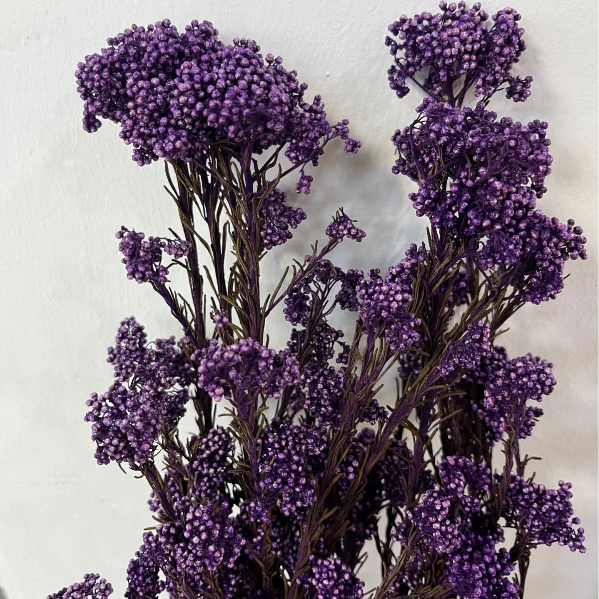 Pourpre