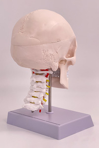 Modelo de cráneo <span class=keywords><strong>humano</strong></span> de tamaño real desmontable con 8 partes modelo de cerebro y vértebra cervical - Product Image 4