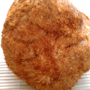 Detan-granja seca de leones, seta de melena con alta calidad - Product Image 5