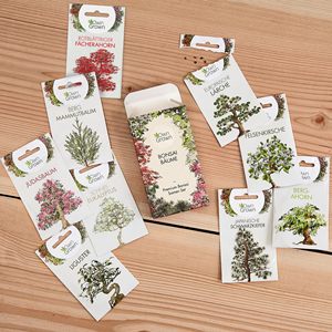 Bonsái de arce rojo japonés Premium, paquete de 5 plantas para suministros de jardín, bonsái de arce rojo japonés en crecimiento - Product Image 5