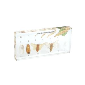 शिक्षण उपकरण के लिए स्पष्ट सिल्कवर्म जीवन चक्र नमूना - Product Image 1