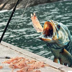 Grombolar Köderset mit lebensechten Garnelen und Widerhaken aus kohlenstoffreichem Stahl, lockt Süß- & Salzwasserbarsche, Karpfen und Welse an - Product Image 5