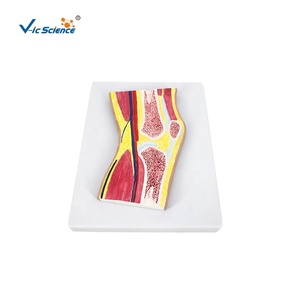 Modelo Anatómico Funcional de Articulación del Codo y <span class=keywords><strong>Tobillo</strong></span> <span class=keywords><strong>Humano</strong></span> - Product Image 1