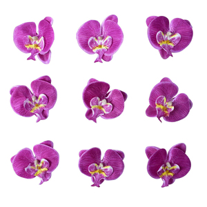 Pétalos de Orquídea Artificiales Premium, Juego de 50 Piezas de Pétalos de Flores de Seda Ultra Realistas en Color Morado con Amarillo para Decoración Elegante de Eventos - Product Image 6