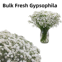 Bunga Baby's Breath Segar 2026, Batang Kuat 65-70cm, Kelopak Besar Segar, Daun Baby's Breath untuk Acara