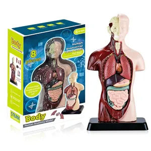 Aangepaste Luxe Medische Anatomische Menselijke Torso Wetenschappelijke Modellen Anatomie Model Menselijke Romp Lichaam Medische Modellen