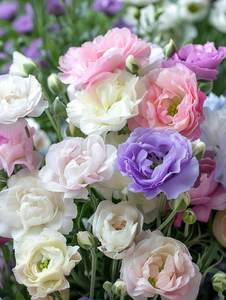 مزيج الألوان الأنيقة من Lisianthus Eustoma لحدائق الزهور المقطوعة والشرفات والأواني والحدود أزهار مختلطة نادرة - Product Image 2