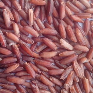 Bán Buôn Số Lượng Lớn Khô Gạo Đỏ Cao Cấp Gạo Đỏ Xuất Xứ Từ Trung Quốc - Product Image 2